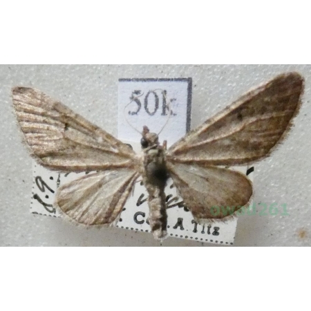 Eupithecia innotata (Hufnagel, 1767) Grotnik nierysek Slovakia50k